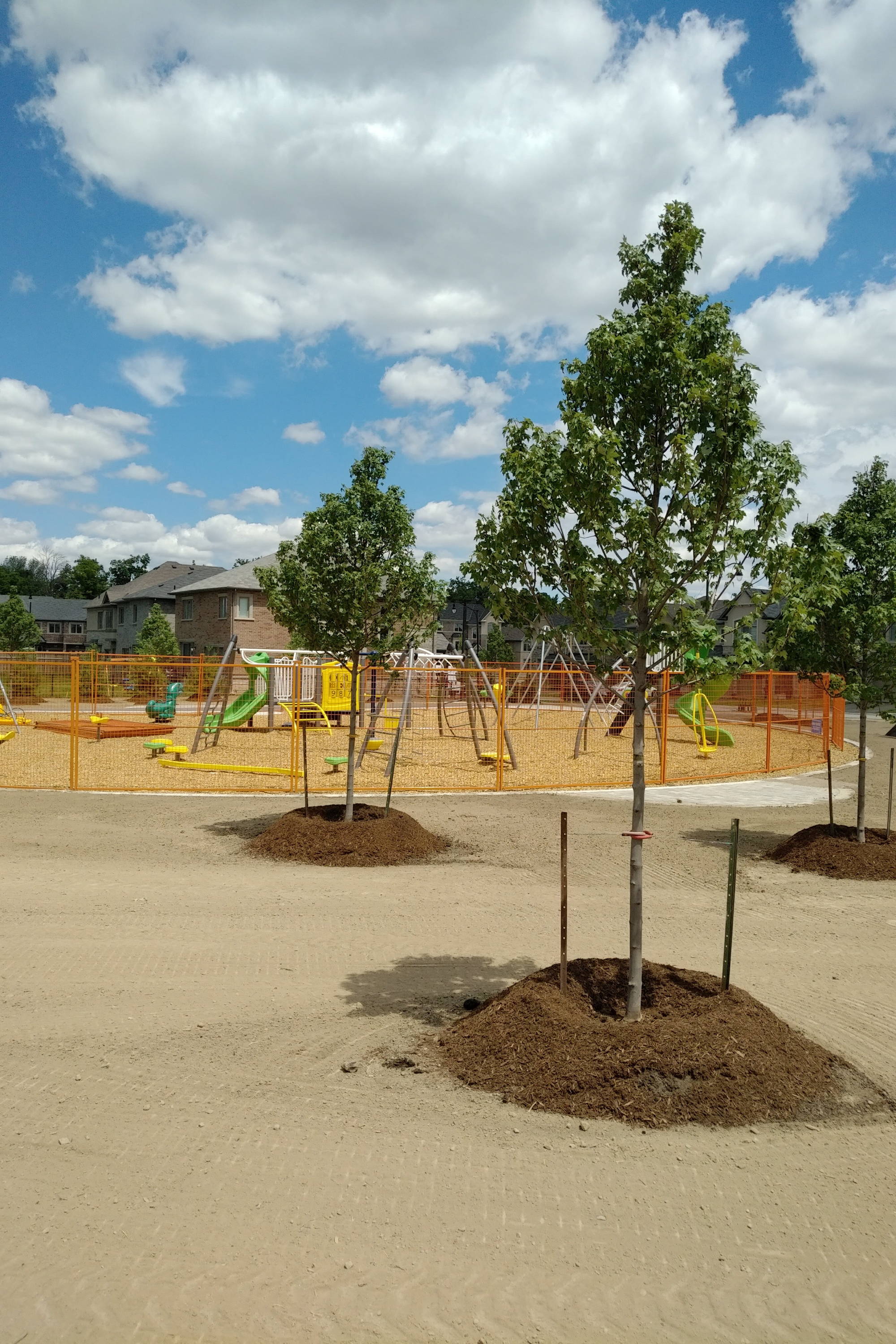 Summer Planting with Root Rescue Transplanter