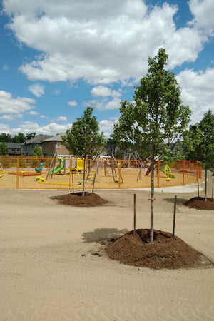 Plantation d'été avec un transplanteur Root Rescue