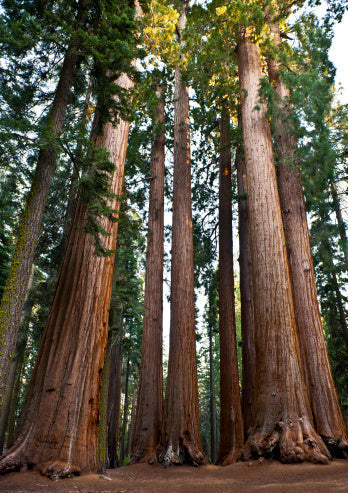 Important Lessons from Nature #1