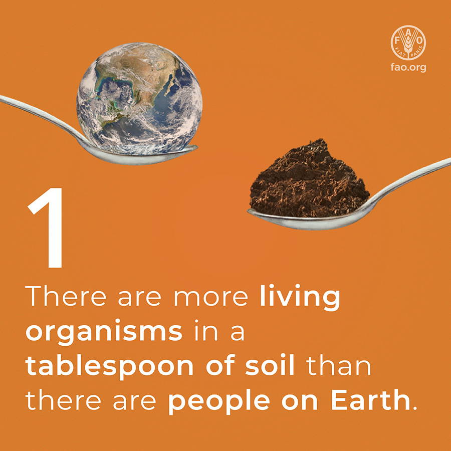 World Soil Day 2022