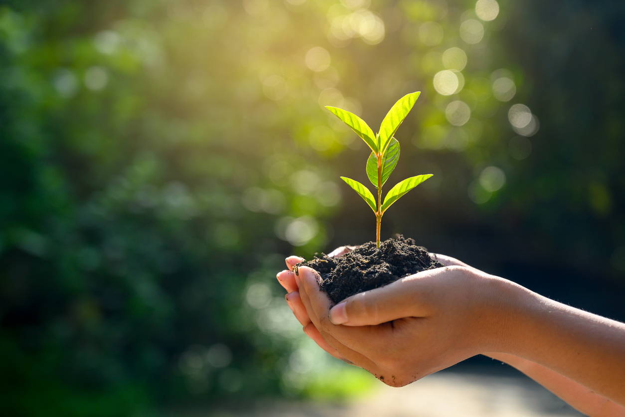 The Best Way To Grow Healthy Plants In Suburban Soils