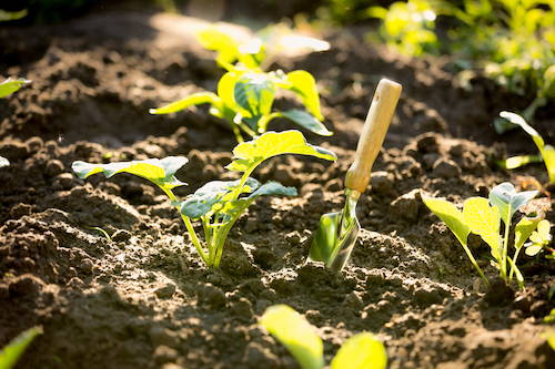 Create A Sustainable No-Till Garden This Spring