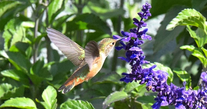 The Importance of Pollinators & Pollinator Gardens