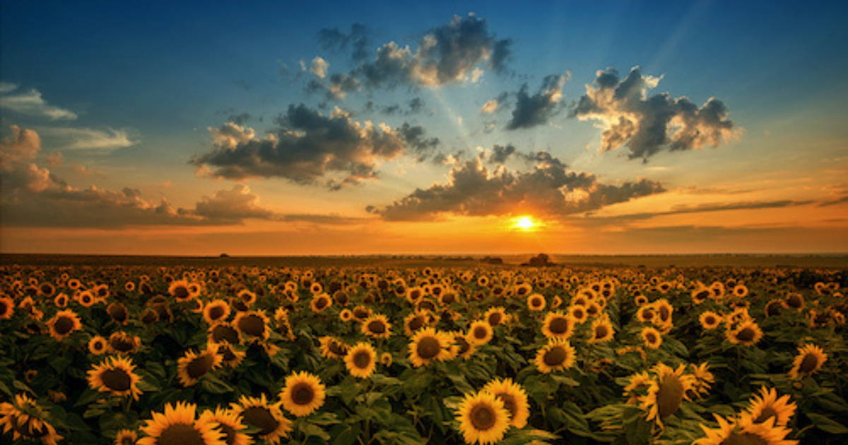 Organic Begins in the Soil | Nurturing a Holistic Approach