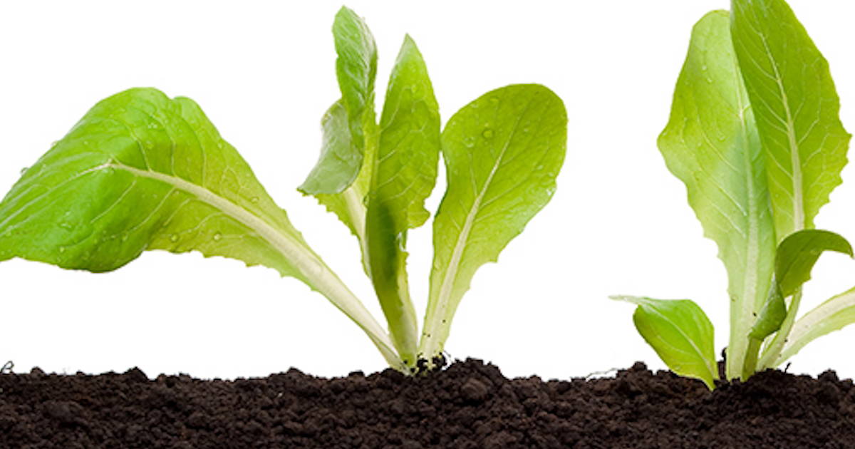 La santé du sol est la santé des plantes 