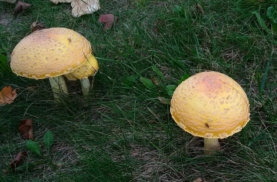 Ectomycorrhiza - some are easy-to-see Showoffs