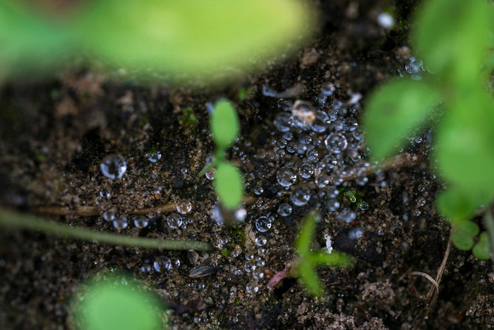 World Soil Day 2023 | The Importance of Soil and Water for Life