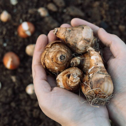 Planting Fall Bulbs for Food or Flowers