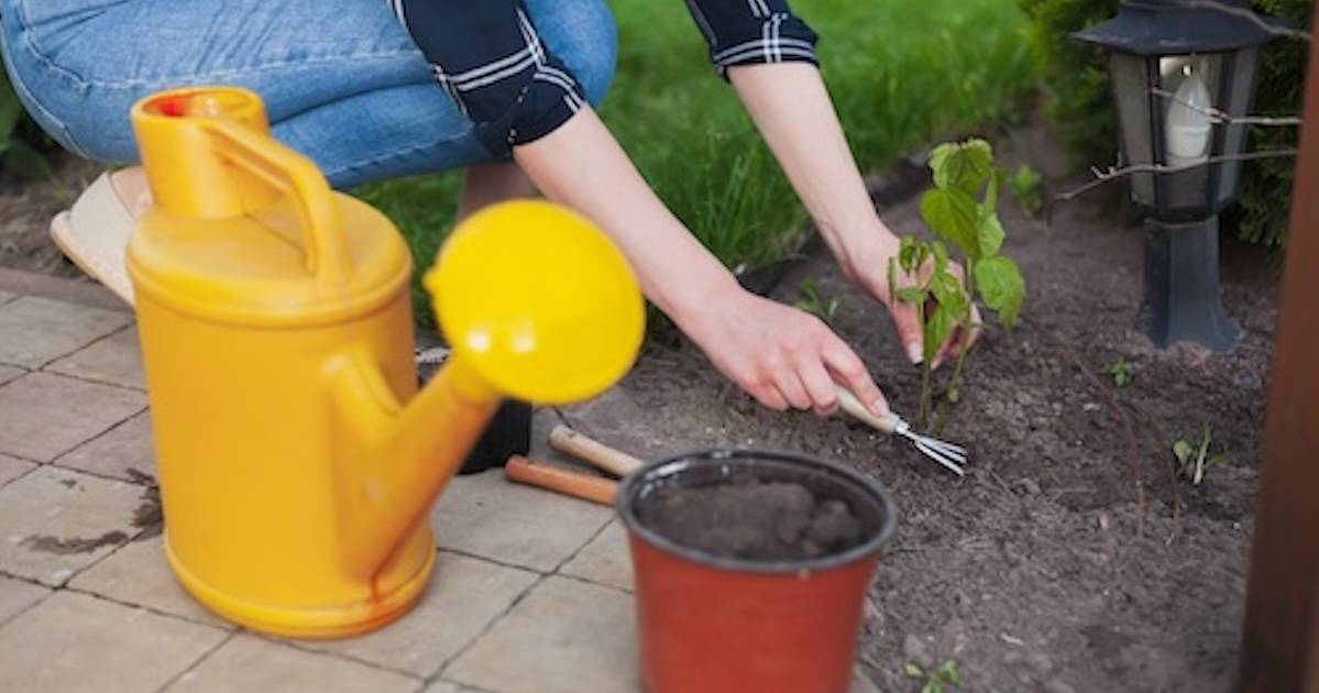 Succession Planting - Increase your Harvest