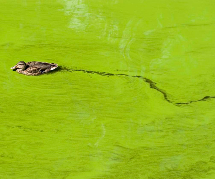 How Can I Help Prevent Dangerous Algal Blooms?