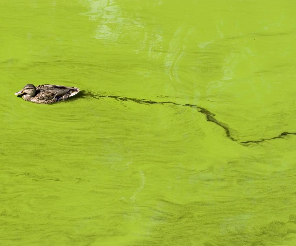 How Can I Help Prevent Dangerous Algal Blooms?