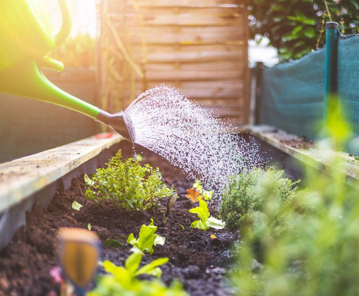 3 Top Tips For Growing In Dry Climate Conditions