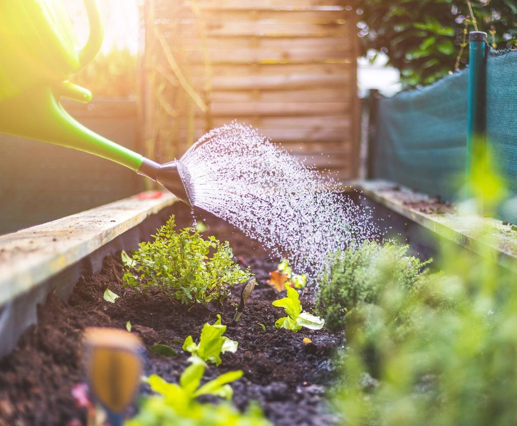 3 Top Tips For Growing In Dry Climate Conditions