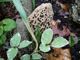 Phénologie – Observez les signaux de la nature – Votre récompense ? Des morilles !