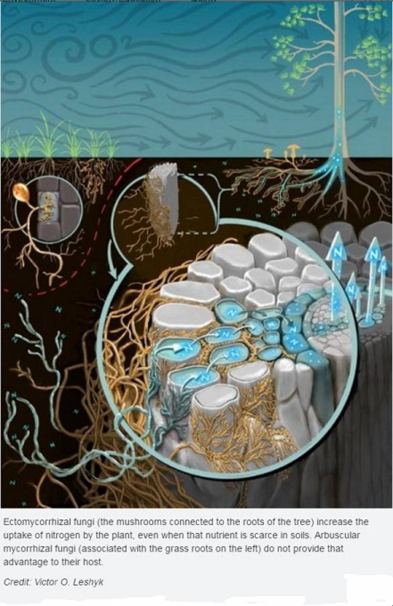 L'augmentation des niveaux de CO² signifie que les plantes ont besoin de champignons bénéfiques pour acquérir des nutriments - Nouvelle étude publiée 