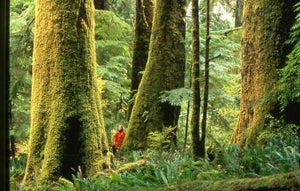 How did the first land plants successfully migrate from ancient oceans?