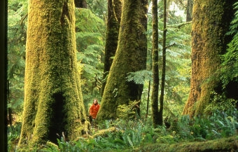 How did the first land plants successfully migrate from ancient oceans?