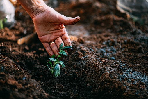 The Best Way To Grow Healthy Plants In Suburban Soils