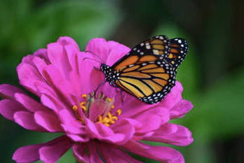 Why Protecting Our Butterflies Is Vital To The Environment