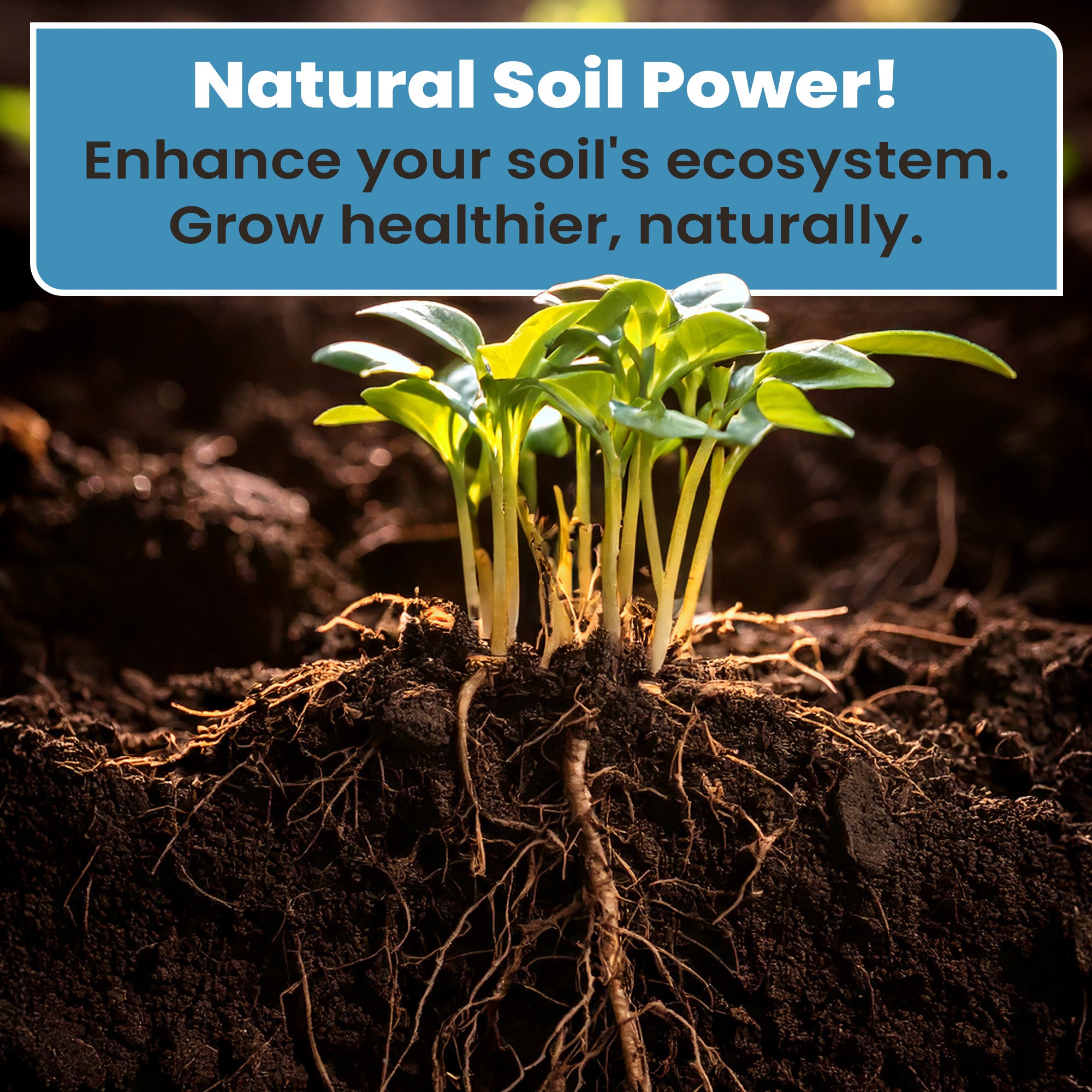 180 Gram Root Rescue Transplanter (Free Shipping)